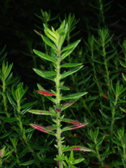 Gonocarpus elatus