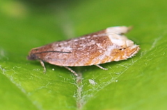 Ancylis selenana