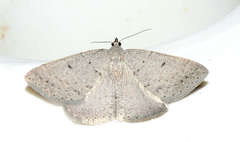 Taxeotis reserata