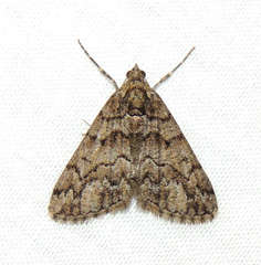 Lipogya exprimataria