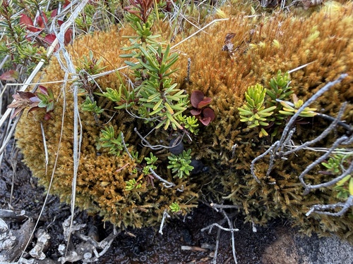 Sarcoleotia sp. 'PNW01'