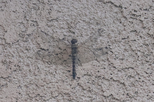Red Rock Skimmer