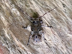 Mesosa nebulosa