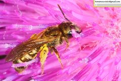 Halictus aerarius