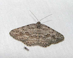 Psilosticha absorpta