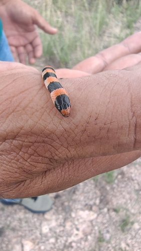 Culebra suelera semianillada