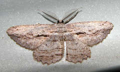 Scioglyptis loxographa