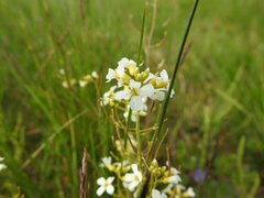 Arabidopsis arenosa