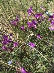 Astragalus angarensis
