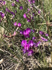 Astragalus angarensis