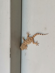 Tarentola mauritanica