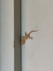 Tarentola mauritanica