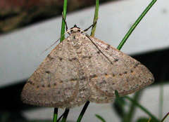 Taxeotis reserata