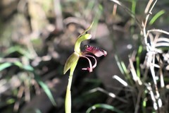 Chiloglottis reflexa