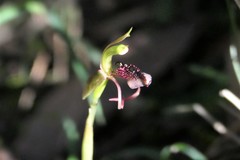 Chiloglottis reflexa