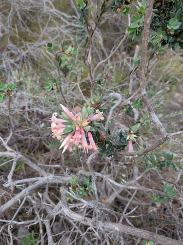 Styphelia triflora observed 2026-09-29