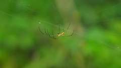 Leucauge celebesiana
