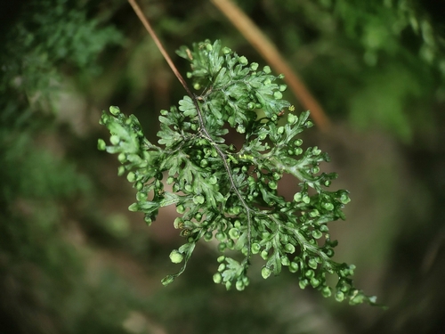 Hymenophyllum punctisorum observed 2026-09-26
