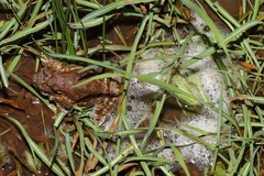 Chiromantis petersii
