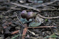 Corybas aconitiflorus