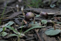 Corybas aconitiflorus
