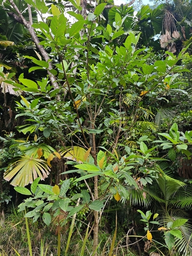 Ficus congesta observed 2026-08-28