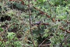 Chiromantis petersii