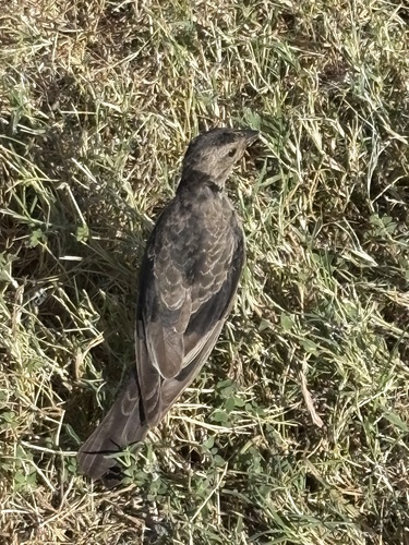 Brown-headed Cowbird