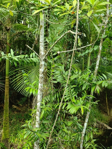 Freycinetia scandens observed 2026-08-28