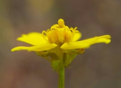 Leptosyne stillmanii