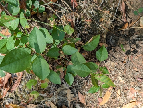 Rupertia physodes observed 2026-09-27