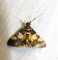 Nacoleia mesochlora