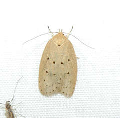 Ironopolia sobriella