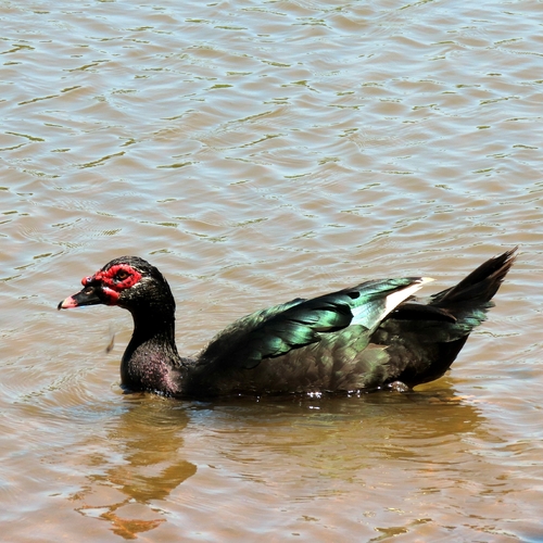 Muscovy Duck