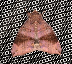 Bastilla hamatilis