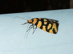 Tanyzancla argutella