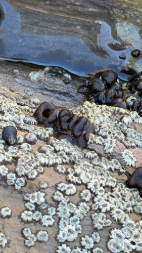 Petrospongium rugosum observed 2026-09-28