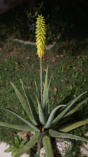 aloe vera