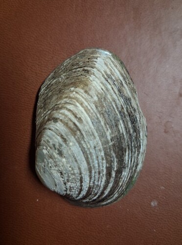 Wabash Pigtoe