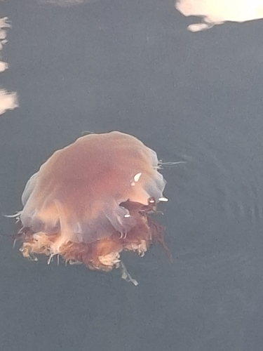 Lion's Mane Jelly