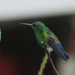 Blue-vented Hummingbird - Photo (c) Christian Schwarz, some rights reserved (CC BY-NC), uploaded by Christian Schwarz
