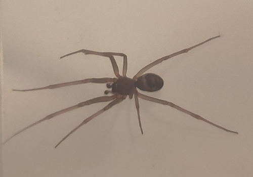 False Black Widow