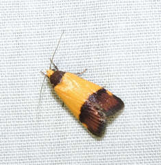 Heteroteucha kershawi
