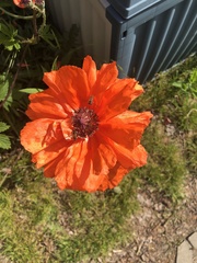 Papaver orientale