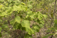 Brachychiton vitifolius