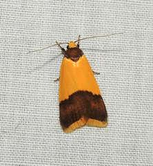 Heteroteucha dichroella