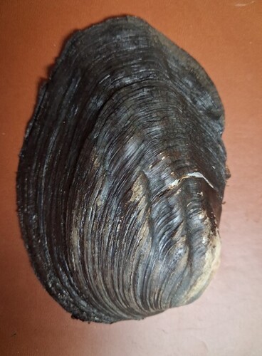 Three-ridge Mussel