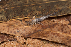 Nesomachilis