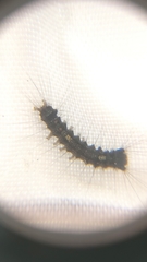 Lymantria dispar