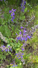Salvia pratensis